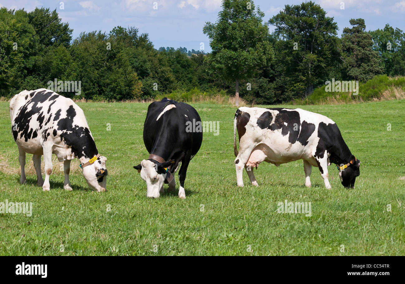 Three cows graze Stock Photo