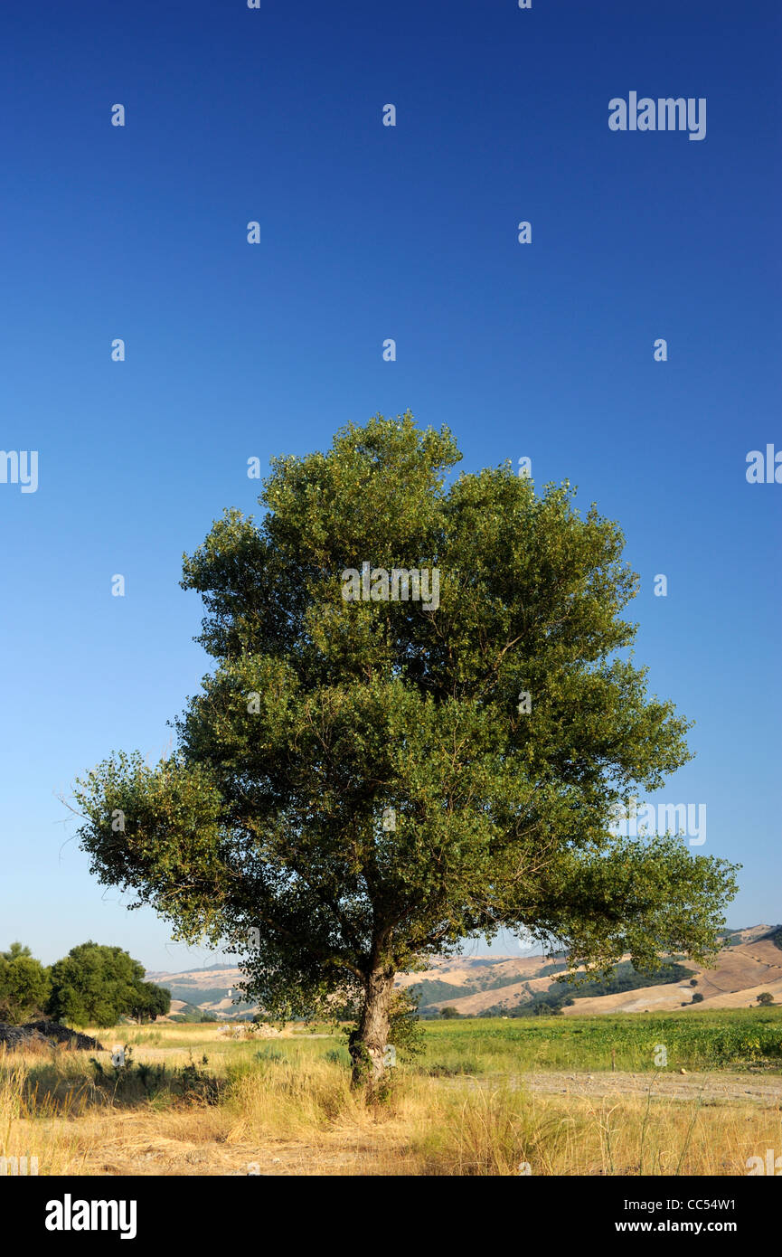Italy, Basilicata, tree Stock Photo - Alamy
