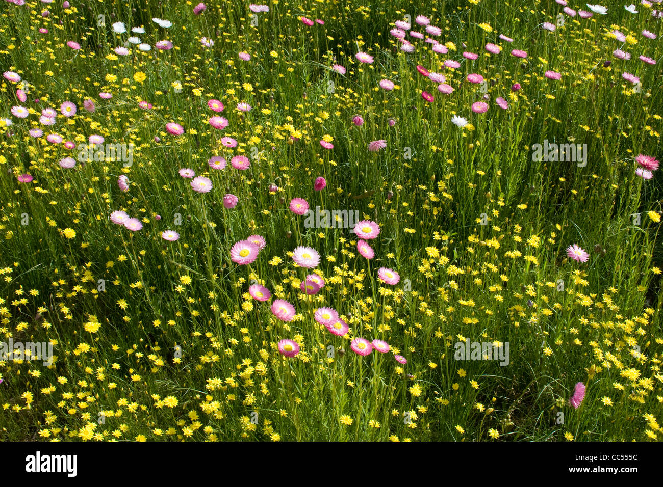 Wildflowers in Kings Park, Perth, Australia Stock Photo Alamy