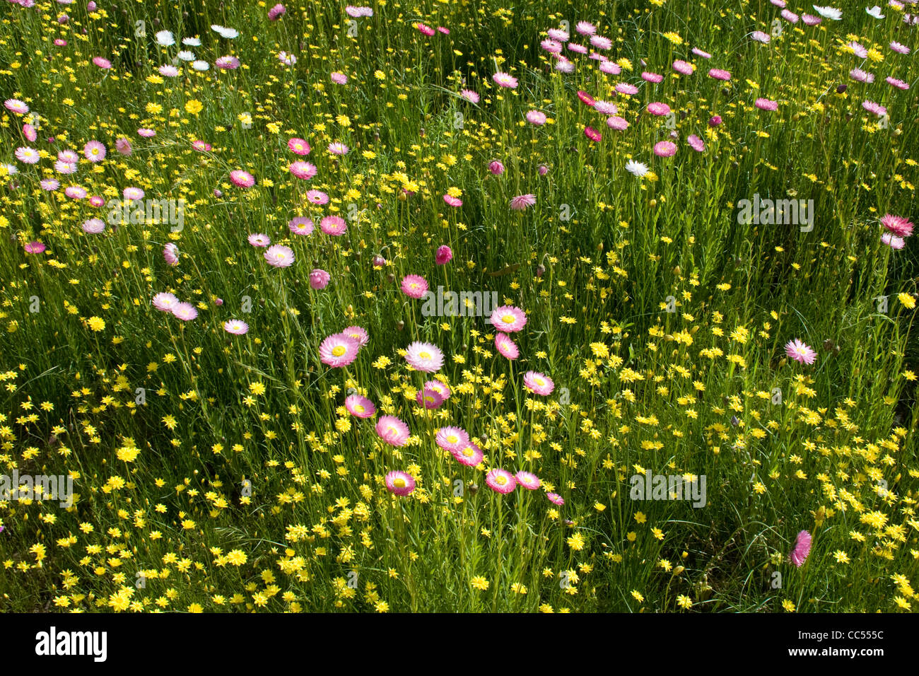 Wildflowers in Kings Park, Perth, Australia. Stock Photo