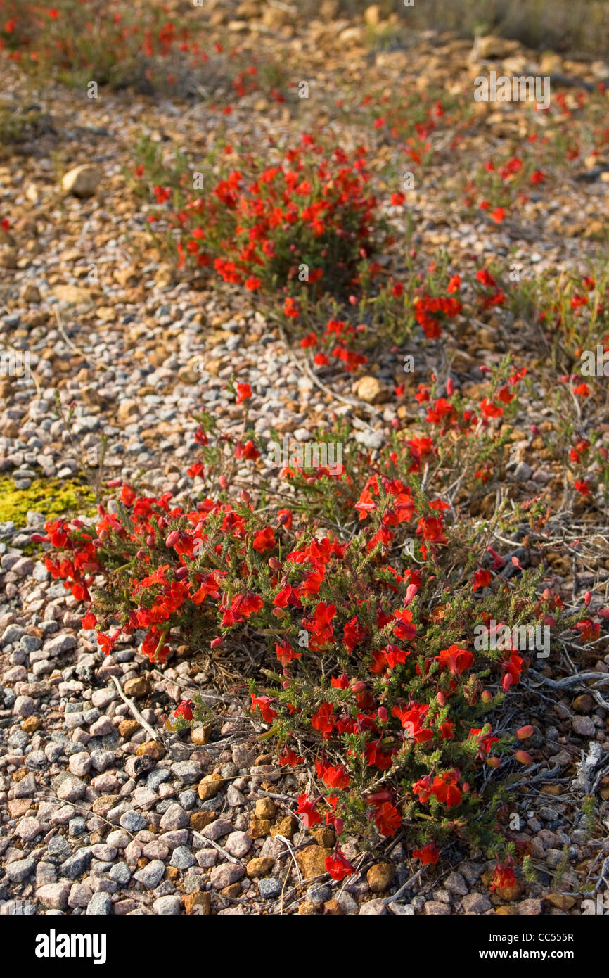 Red wildflower in the Australian outback. Stock Photo