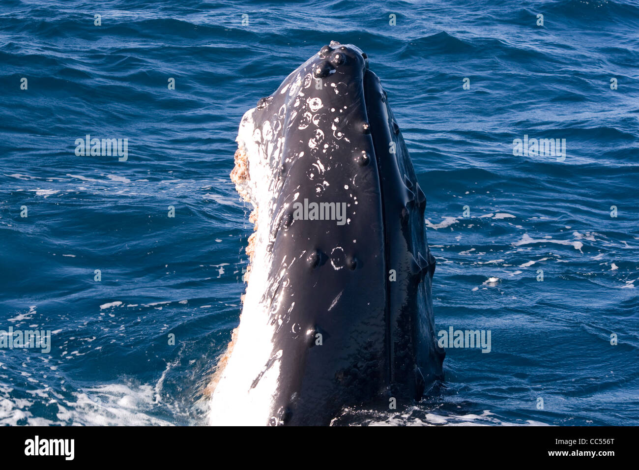 Humpback Whale spyhopping. Stock Photo