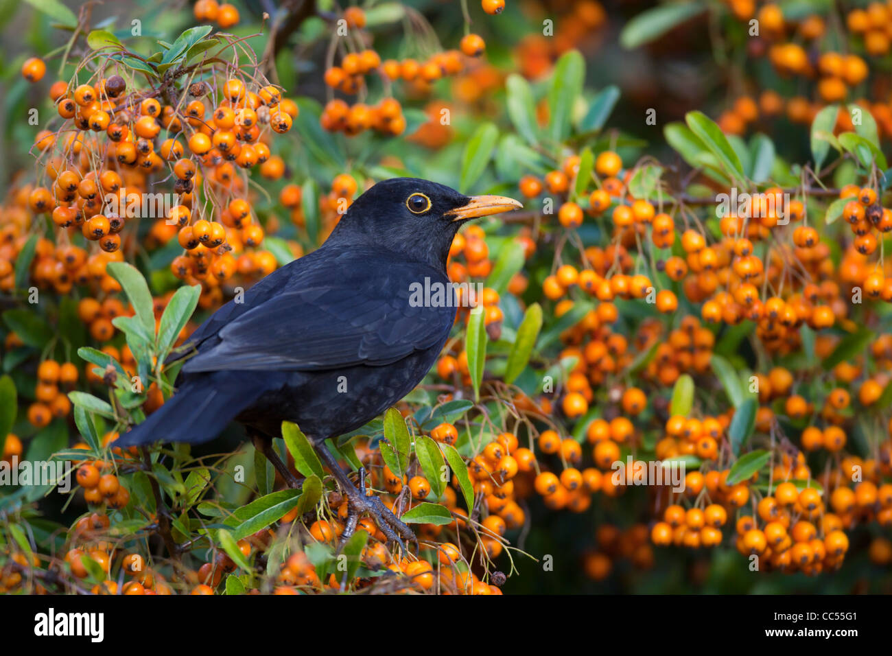 Blackbird; Turdus merula; male in Pyracantha bush; Cornwall; UK Stock Photo