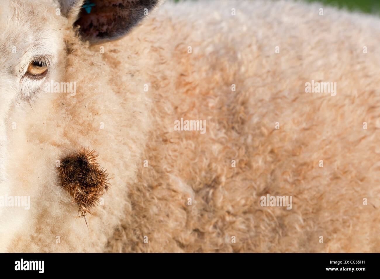 Burrs; or Burs stuck to a Sheep; UK Stock Photo