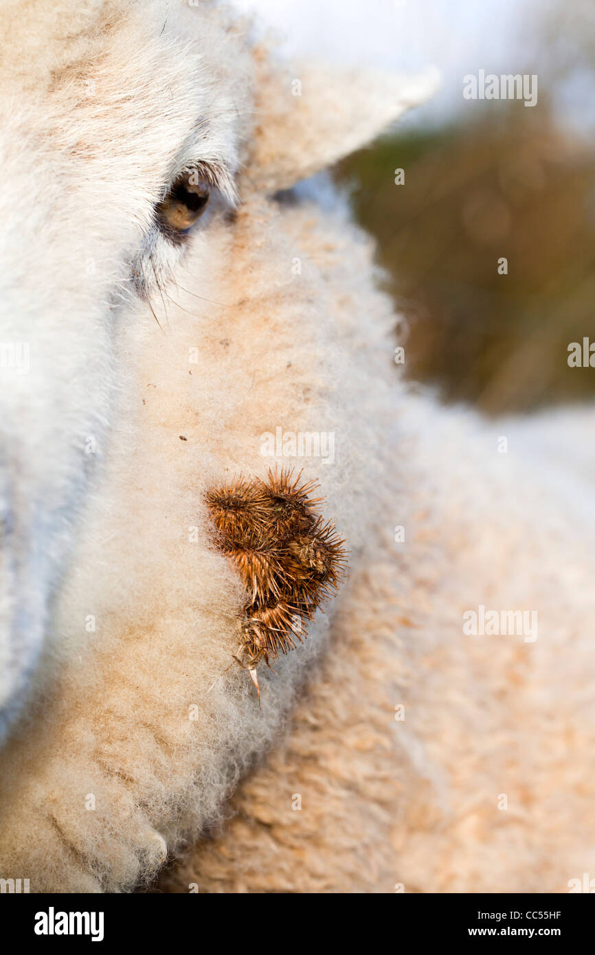 Burrs; or Burs stuck to a sheep Stock Photo - Alamy