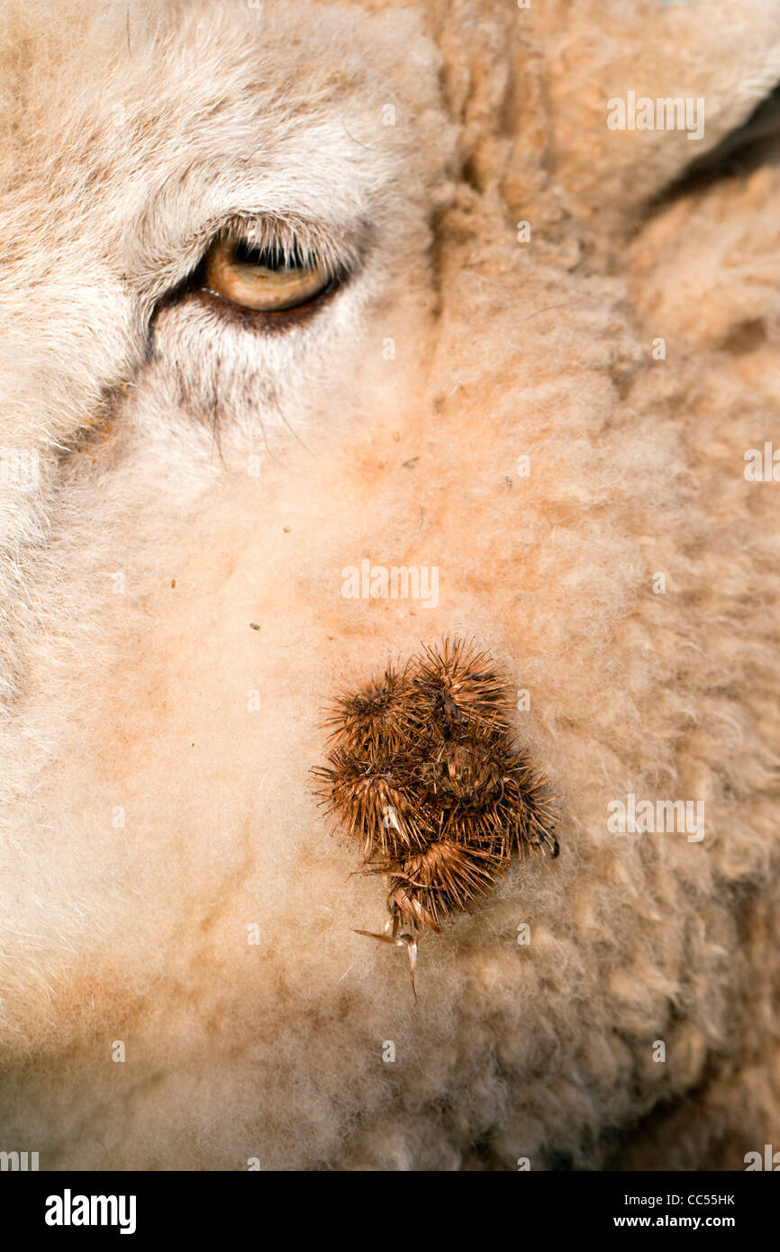 Burrs; or Burs stuck to a sheep Stock Photo
