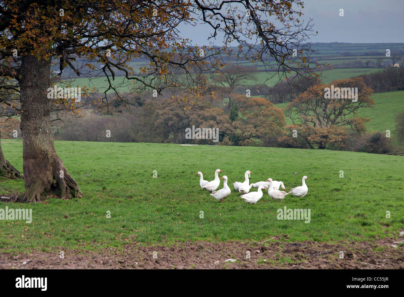 Geese; free range; farm; Cornwall; UK Stock Photo
