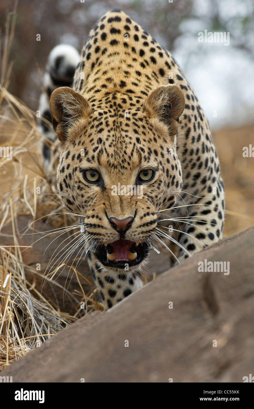 A Leopard stalking prey Stock Photo