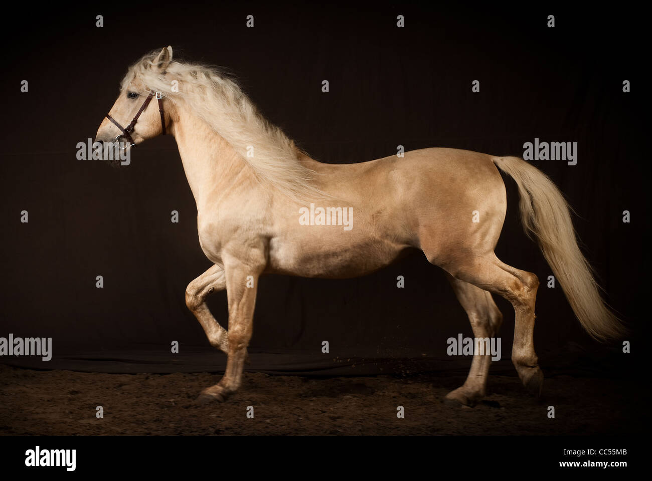Andalusian horse hi-res stock photography and images - Alamy