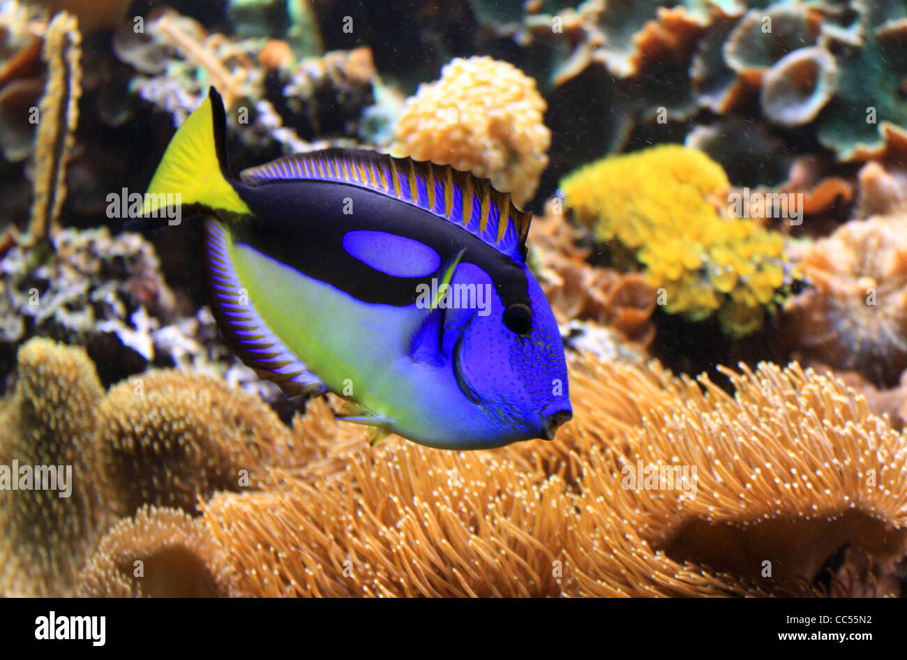 Aquarium Colour Stock Photo