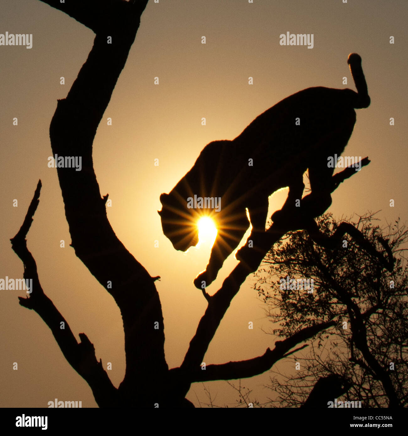 The silhouette of a Leopard climbing down a tree at sunset Stock Photo