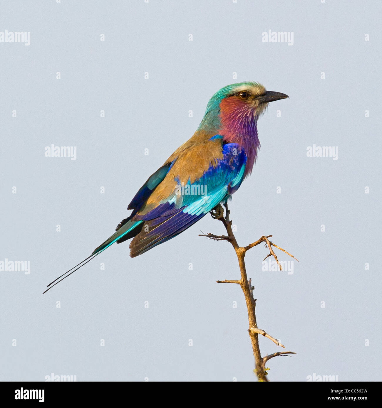 A Lilac-breasted Roller perched on a bush Stock Photo