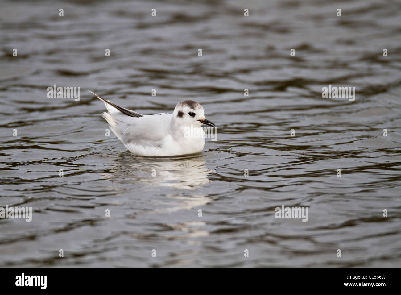 Little Gull; Larus minutus; winter; Cornwall; UK Stock Photo