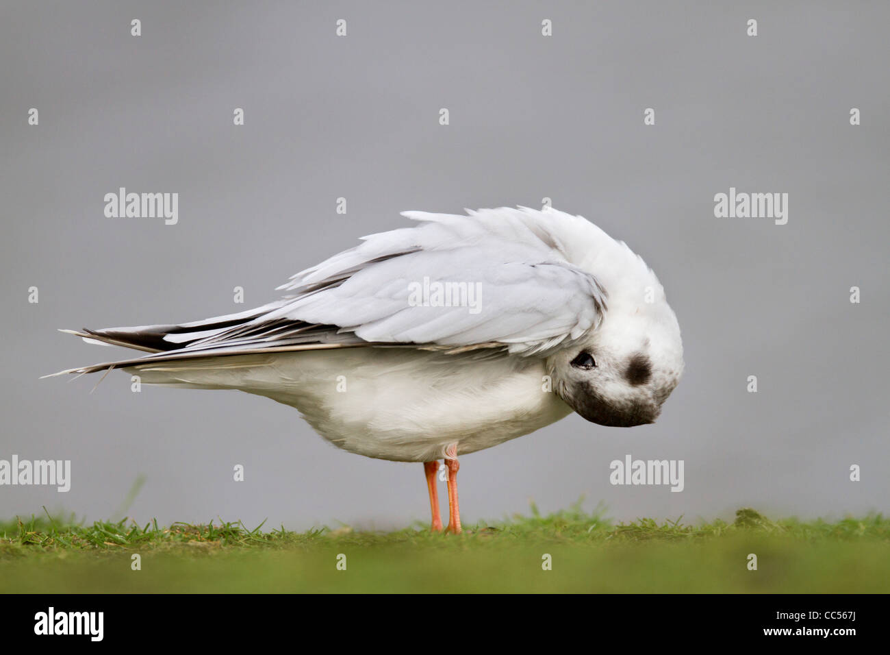 Little Gull; Larus minutus; winter; preening; Cornwall; UK Stock Photo