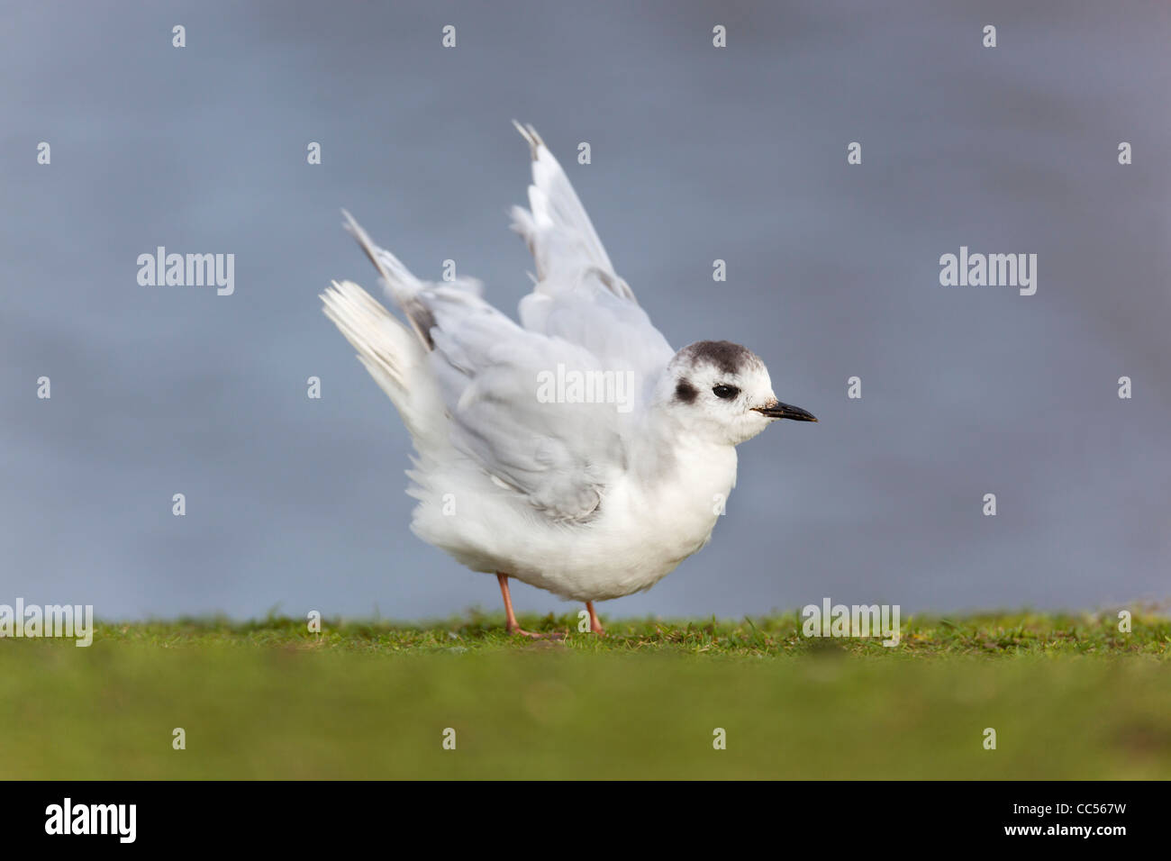 Little Gull; Larus minutus; winter; Cornwall; UK Stock Photo