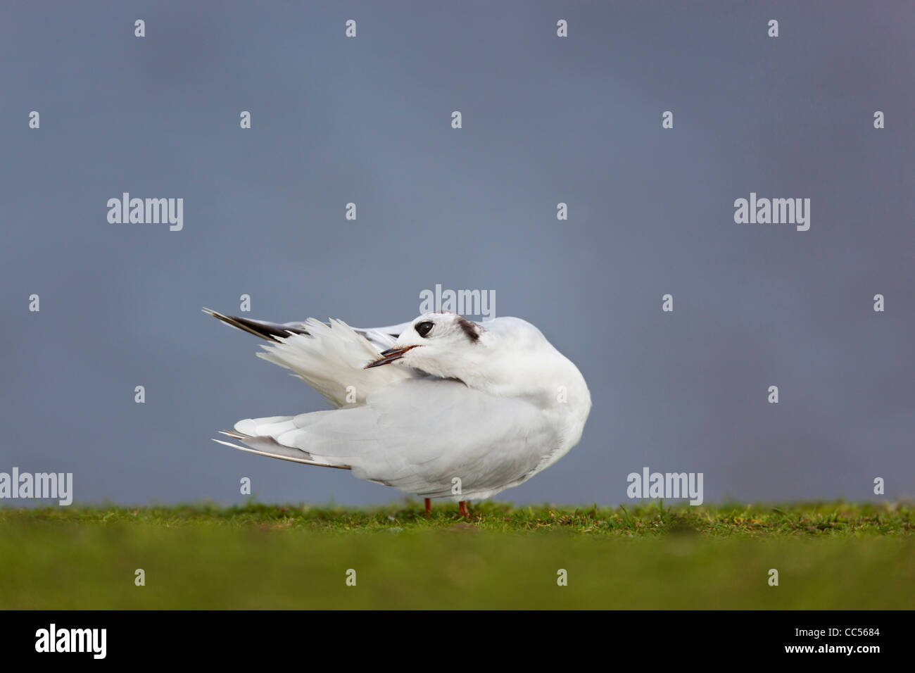 Little Gull; Larus minutus; winter; preening; Cornwall; UK Stock Photo