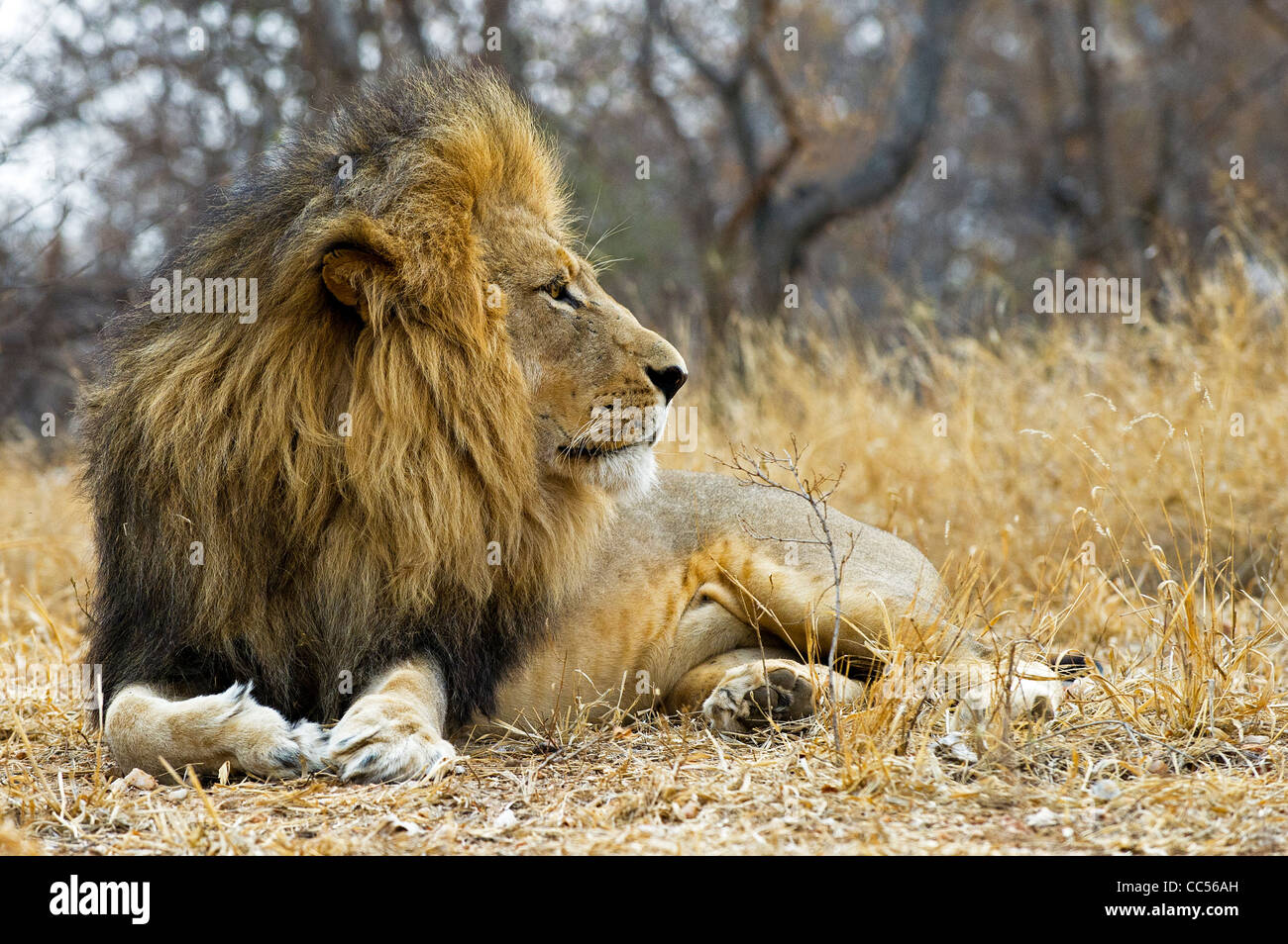 Lion at rest Stock Photo