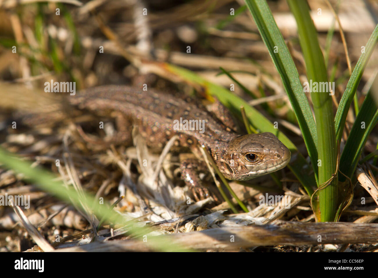Sand Lizard; Lacerta agilis; young; Cornwall; UK Stock Photo Alamy