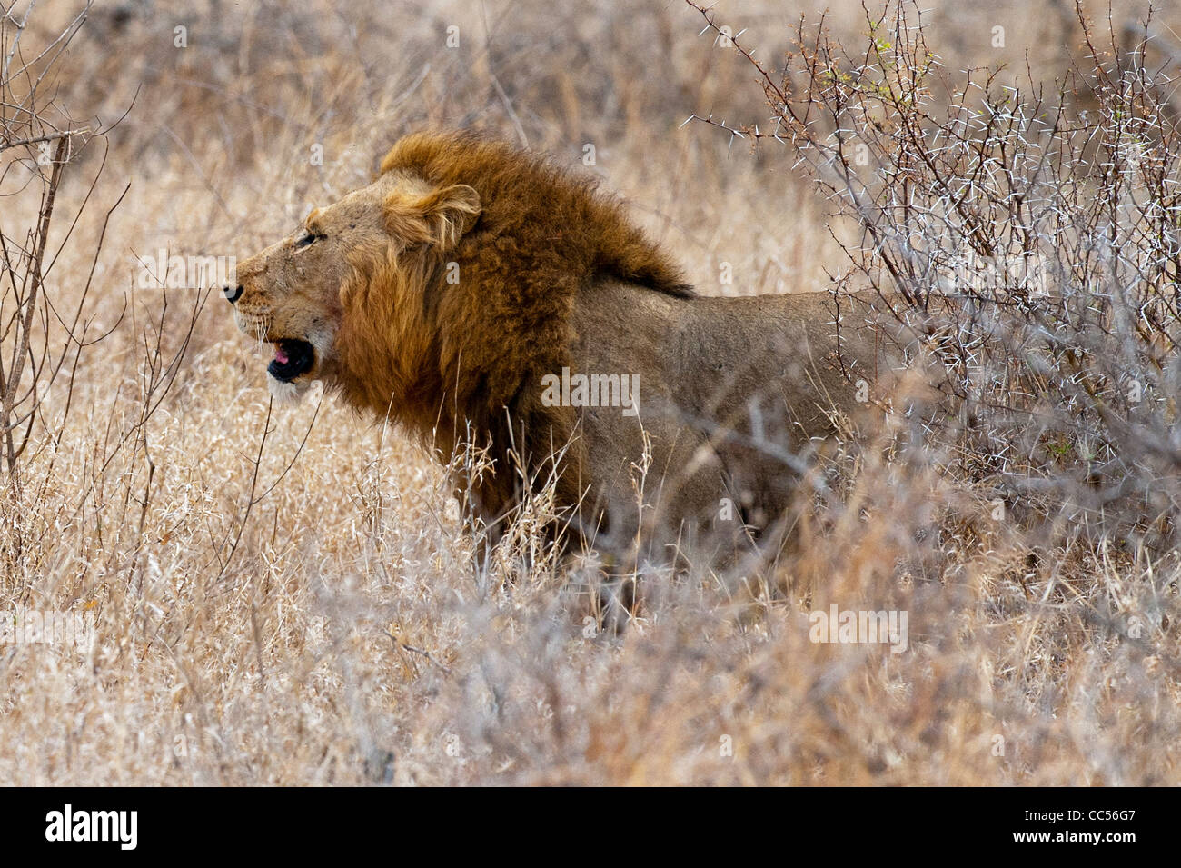 A Male Lion prowling Stock Photo