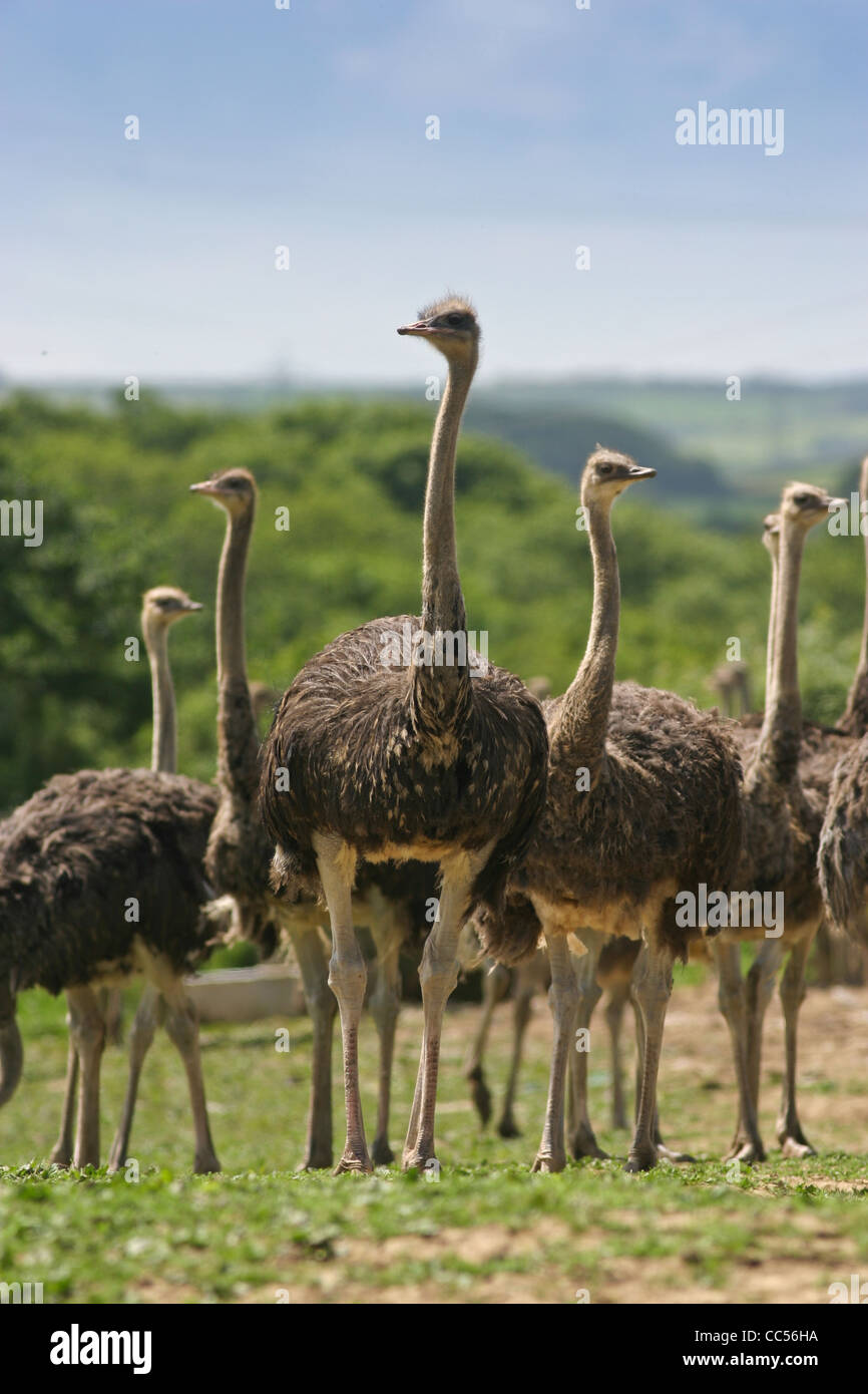 Ostrich farming Stock Photo