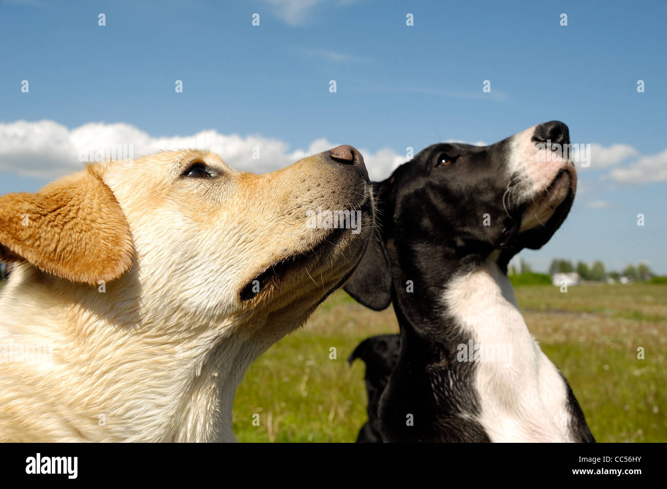 Two dogs is looking up Stock Photo