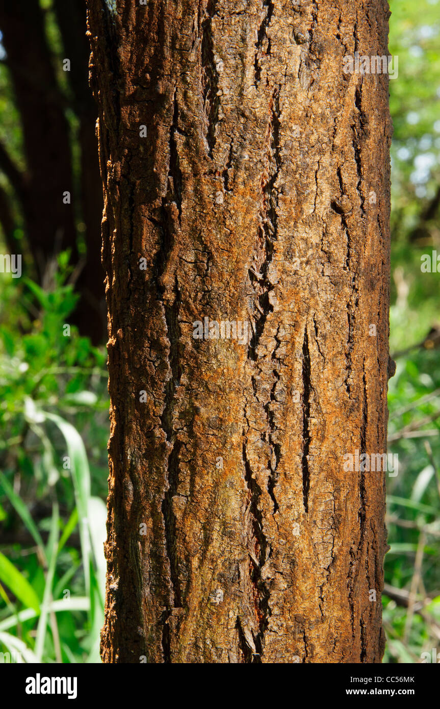 Tree bark of the Black Monkey Tree ( Acacia Burkei ) common in South Africa. Also known as the Swart Apies Doring tree Stock Photo