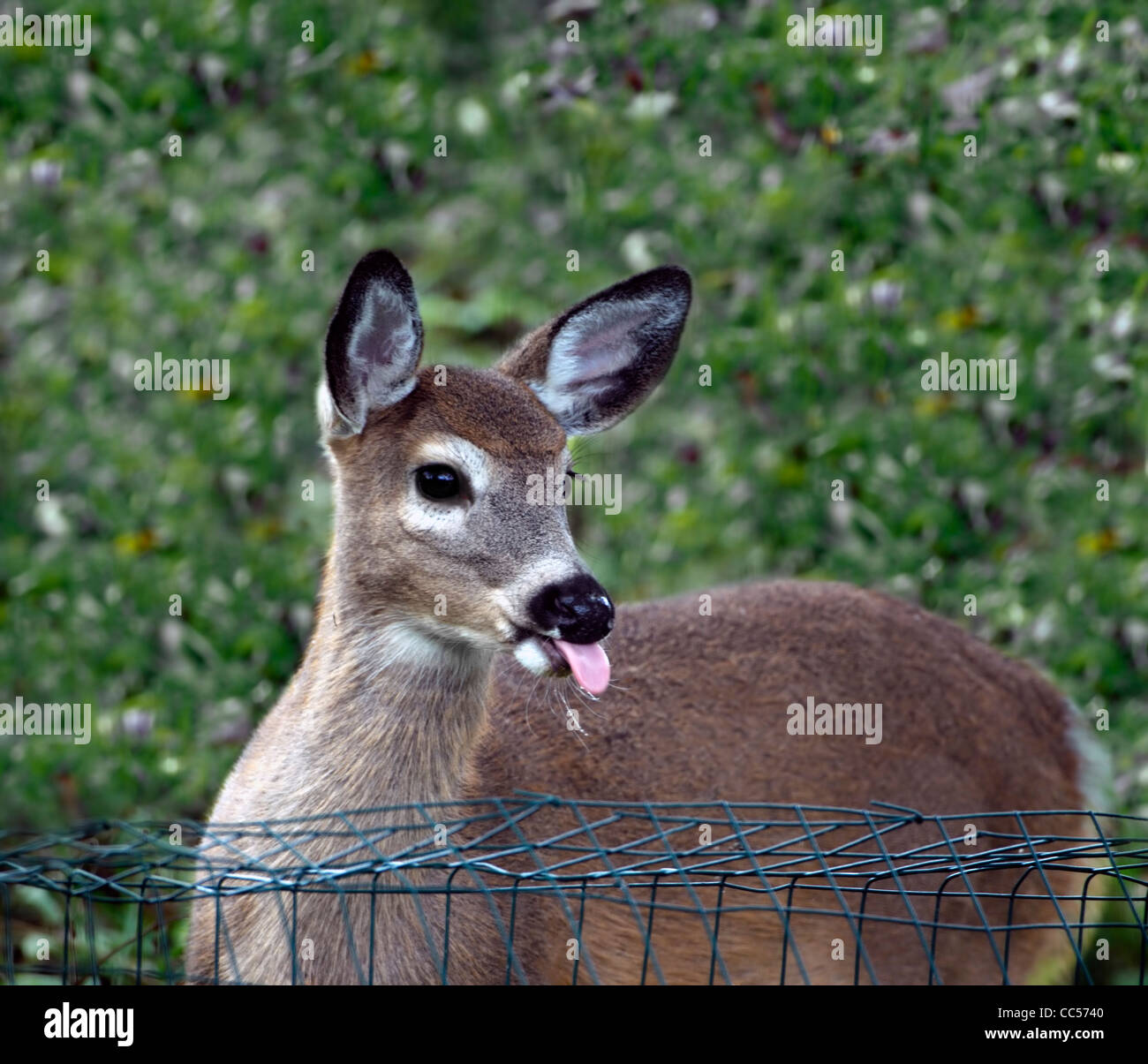 a deer sticking out its tongue Stock Photo - Alamy