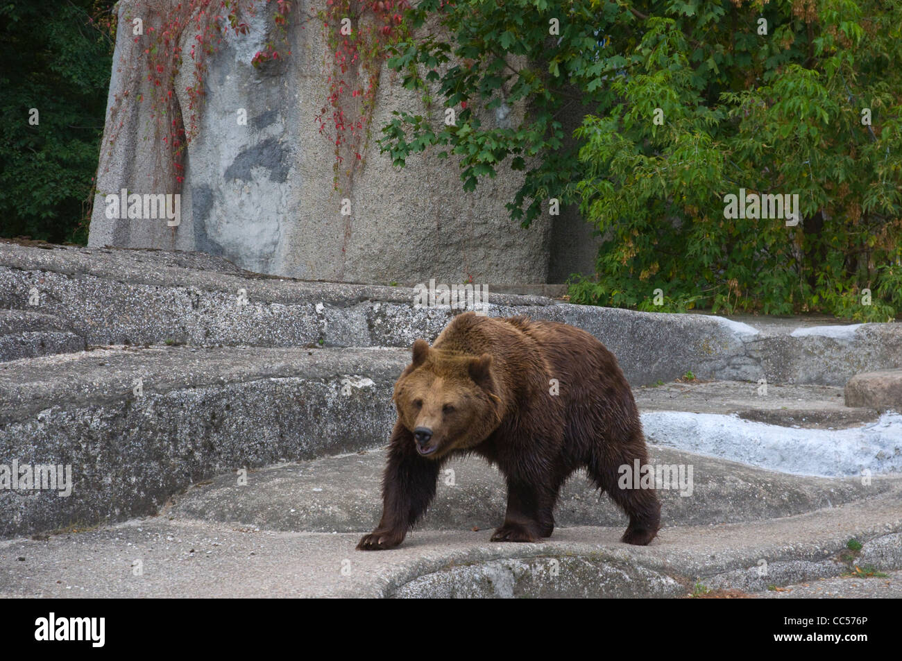 Bear At The Zoo In District Of Praga In Warsaw Poland Europe Stock Photo Alamy
