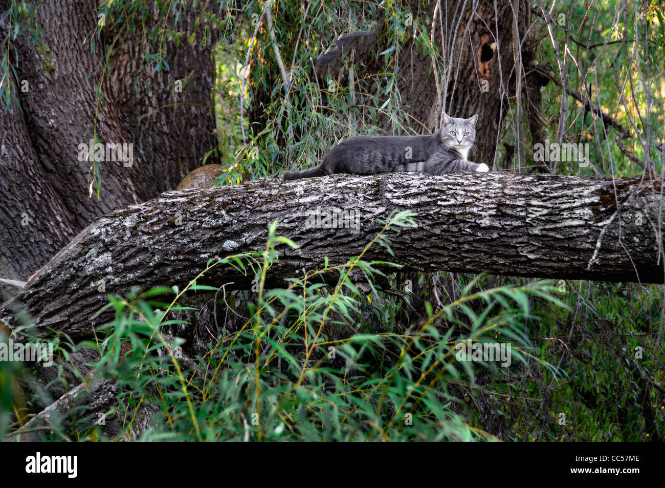 cat sitting on a large tree limb of a weeping willow tree looking down