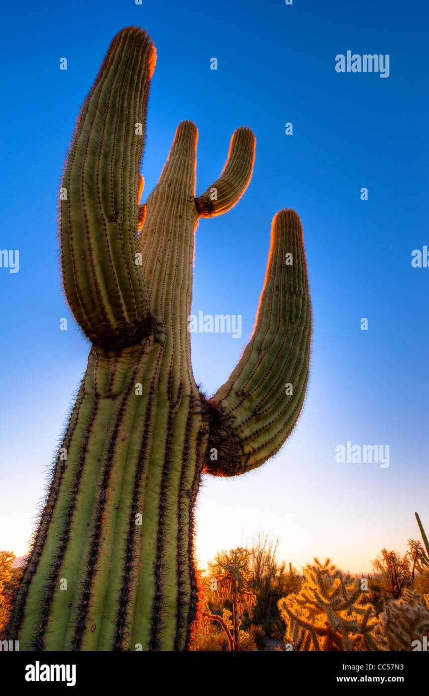 Huge Saguaros at Sunrise. Usery Mountain Regional County Park. Arizona ...