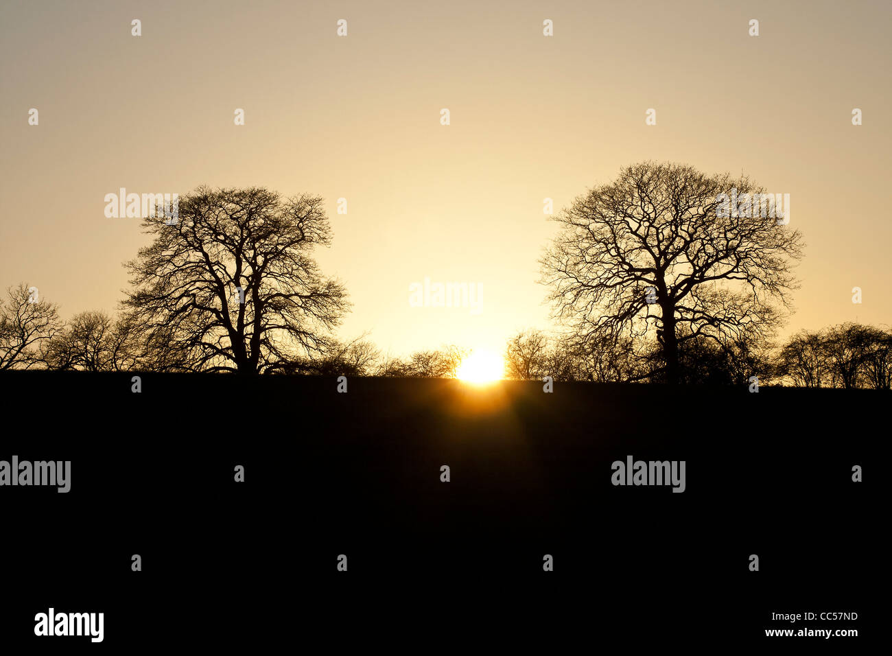 A silhouette of trees during sunset Stock Photo - Alamy