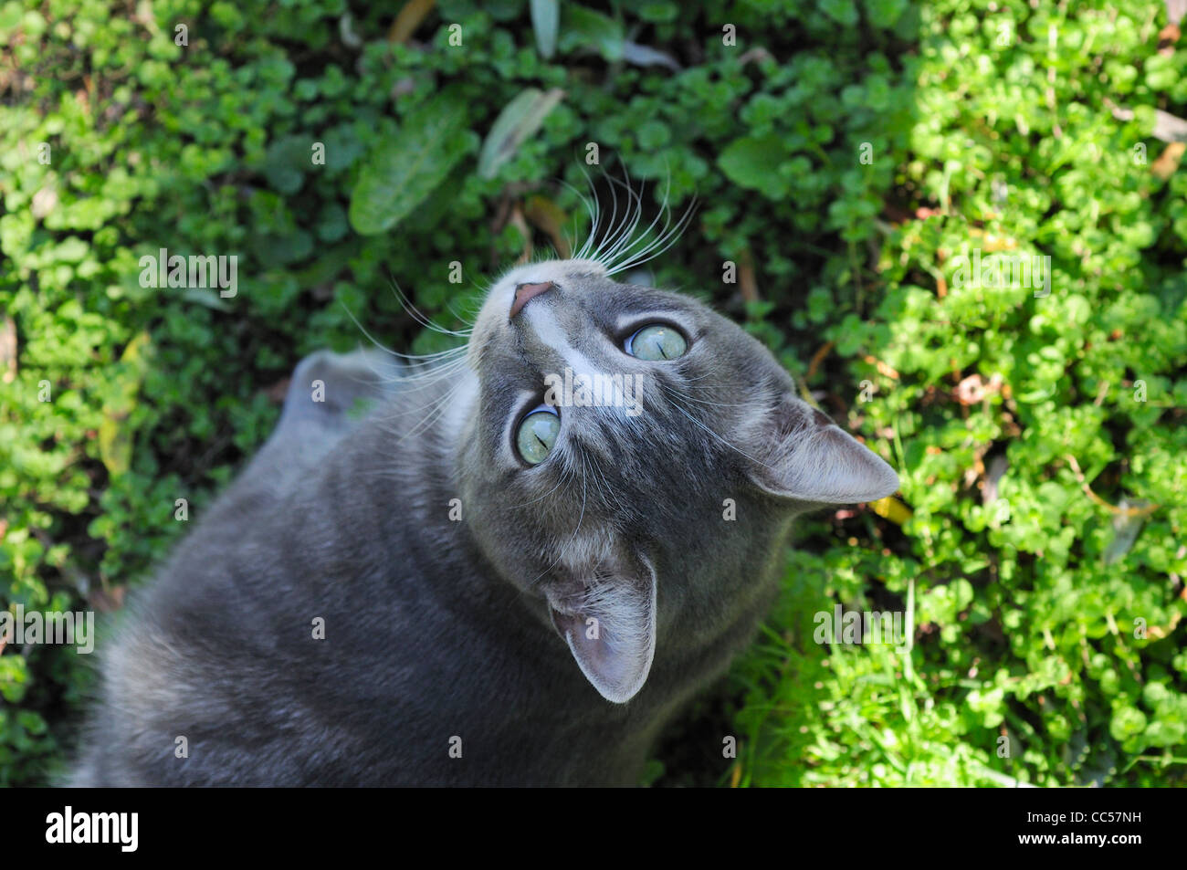 tabby cat looking up into camera from below Stock Photo - Alamy