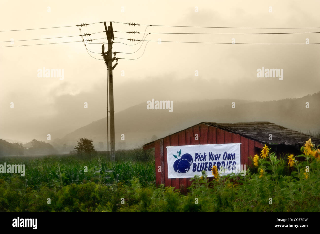 pick your own blueberries sign in a rural field with high-voltage electric utility poles in the background in fog, sunflowers Stock Photo