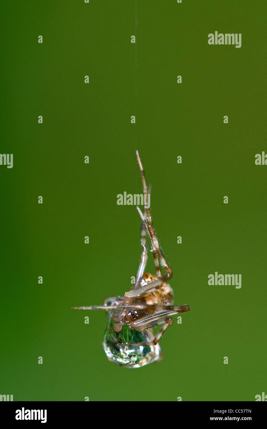 An Orb spider with a water drop Stock Photo