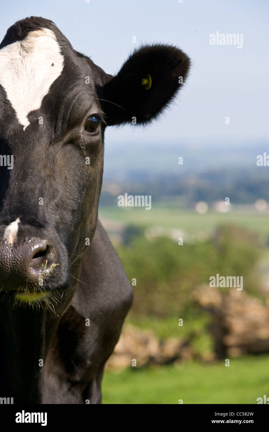dairy cows in a field of green grass with blue skies Stock Photo - Alamy