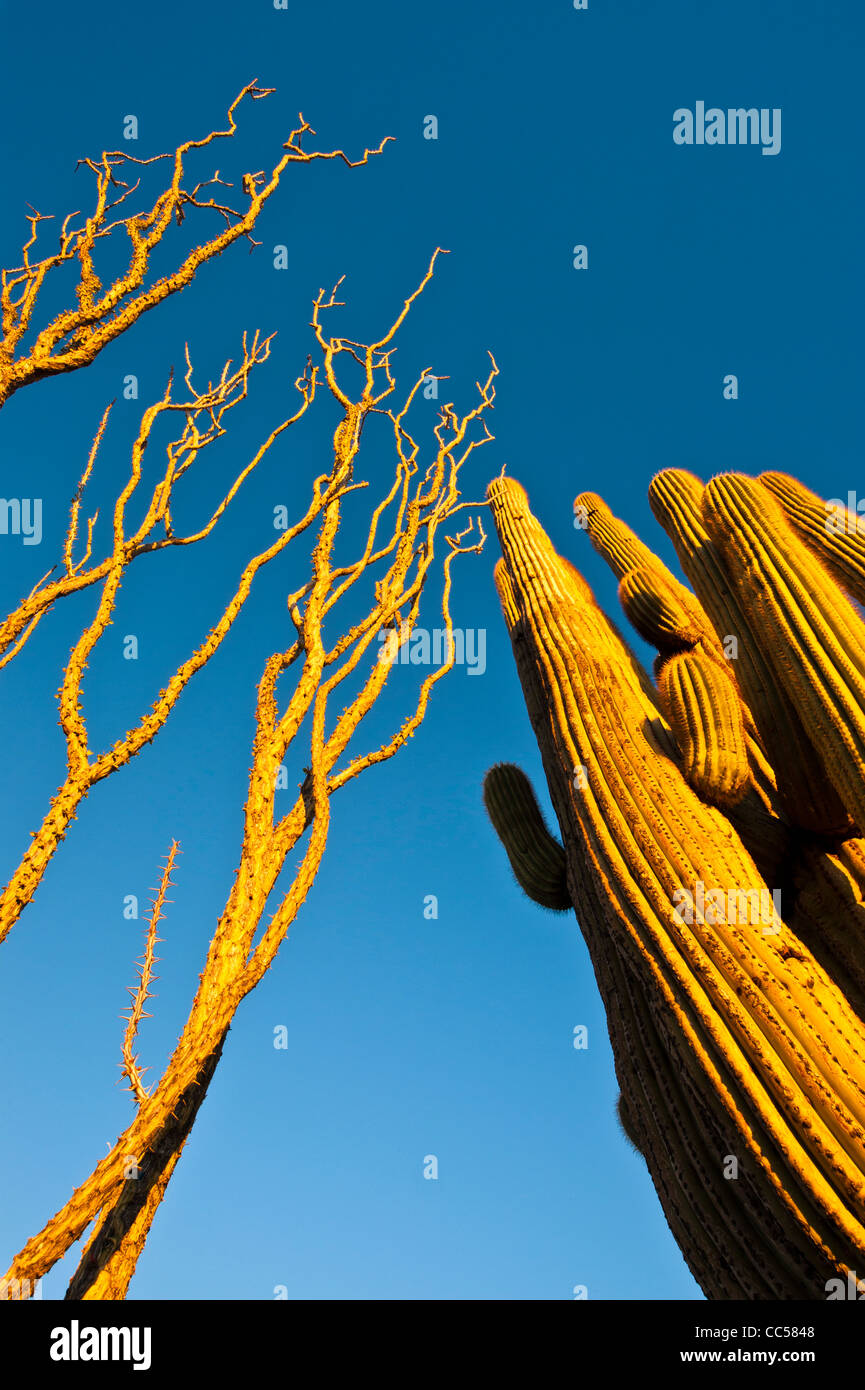 Huge Saguaros at Sunrise. Usery Mountain Regional County Park. Arizona. Sonoran Desert. Stock Photo