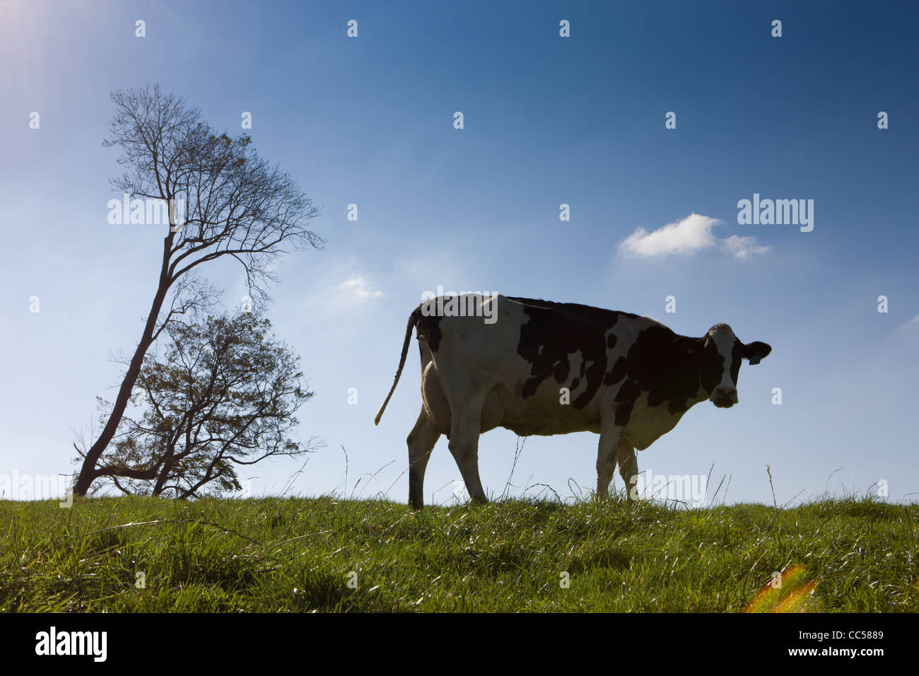 dairy cows in a field of green grass with blue skies Stock Photo - Alamy