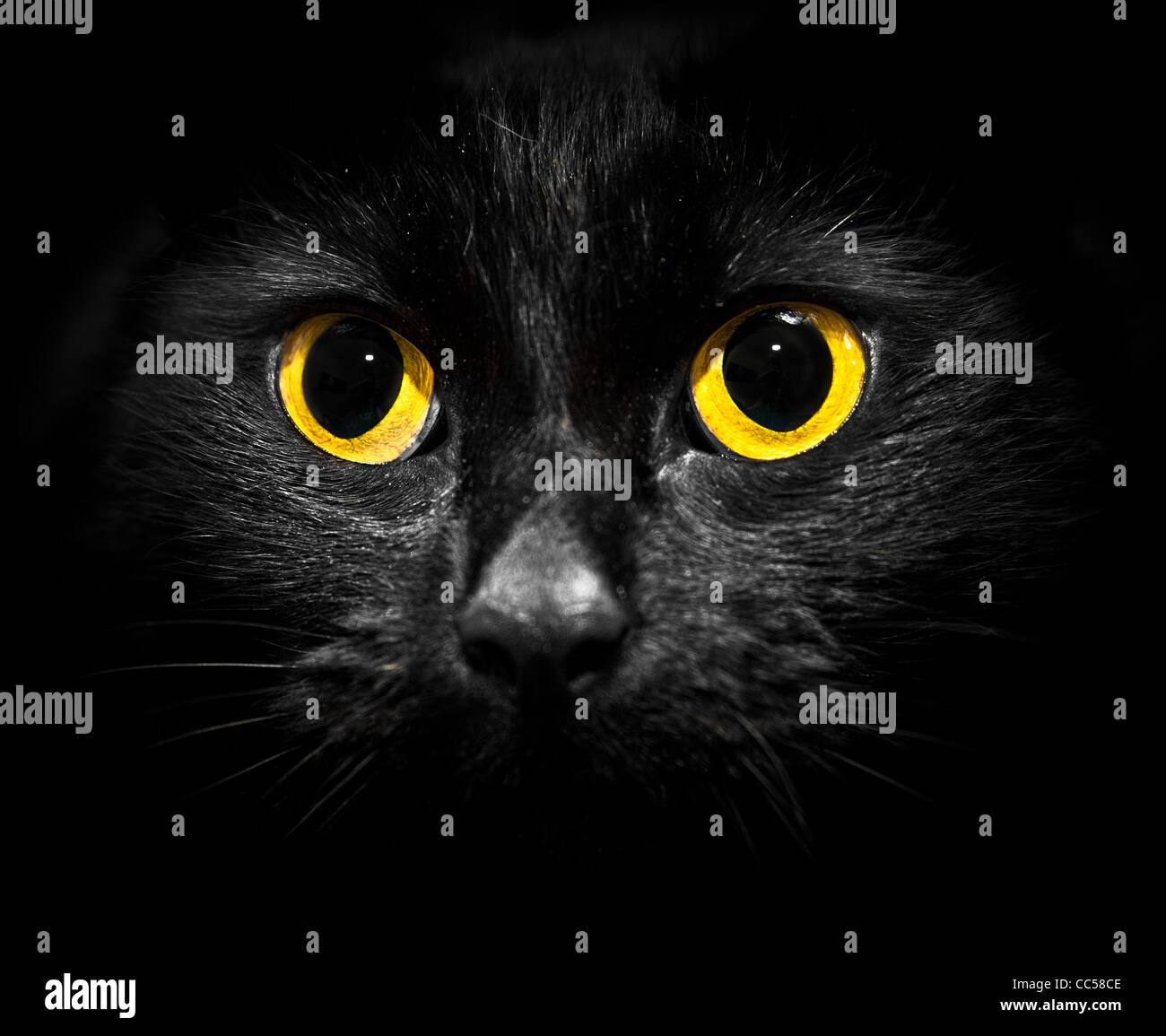 Black cat staring intently at camera Stock Photo Alamy