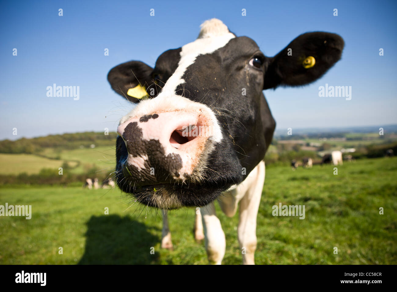 Friesian dairy cows in the Westcounty,UK Stock Photo