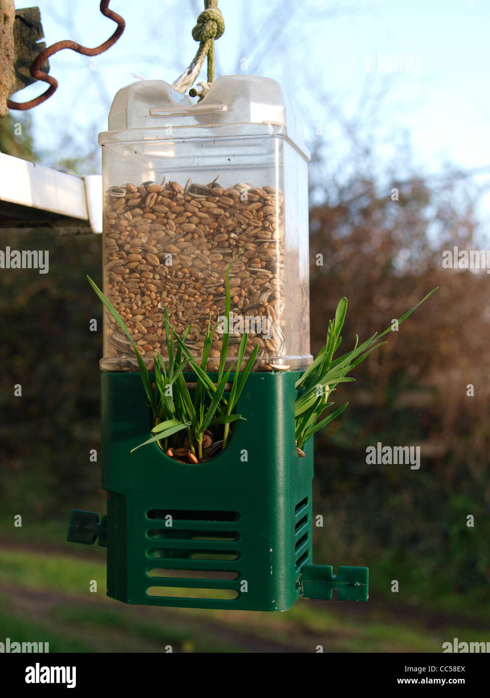 Grass growing out of a bird feeder, UK Stock Photo Alamy