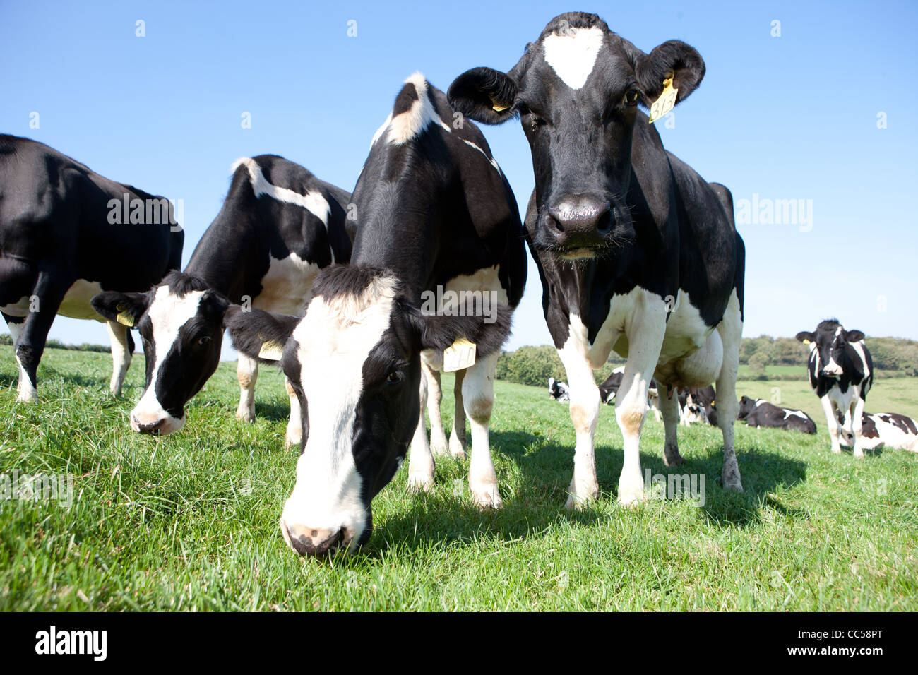 Dairy cows ina beautiful green field with blue sky in the Westcounty, Devon Stock Photo