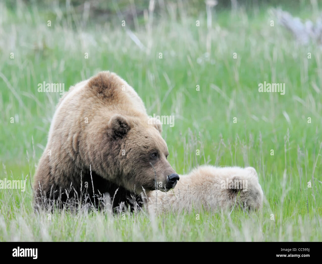 A brown bear sow ( Ursus arctos ) and her cub Stock Photo