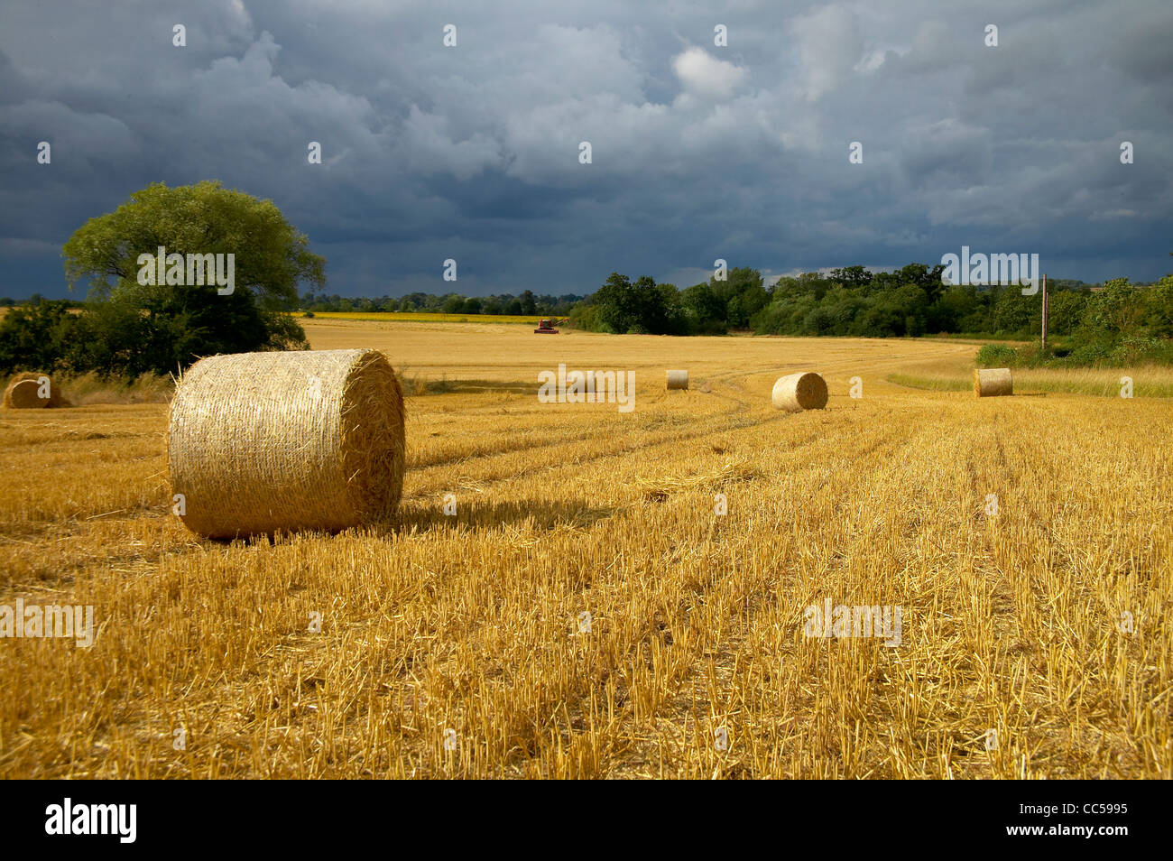 Hay bales under a stormy sky, with a harvester in the background Stock ...
