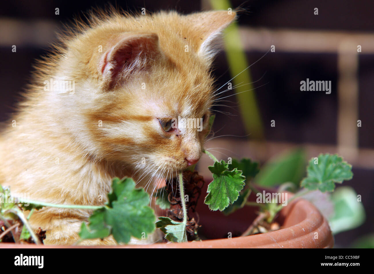 Cute kitten in a flowerpot Stock Photo