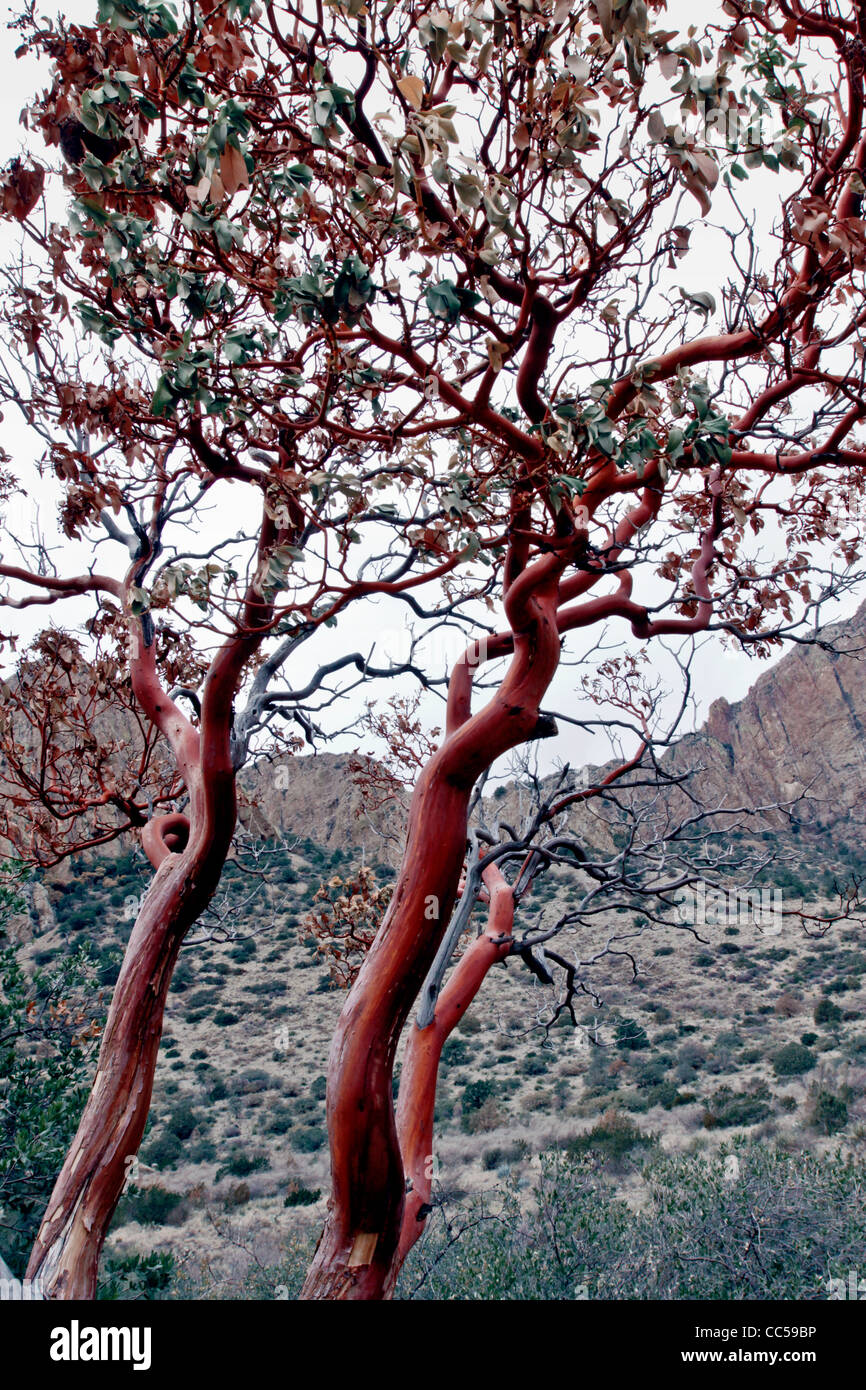 Texas madrone hires stock photography and images Alamy