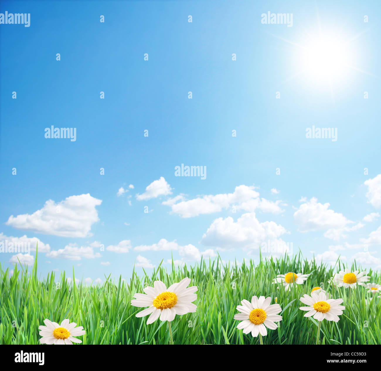Daisy field in the sunny summer day. Stock Photo