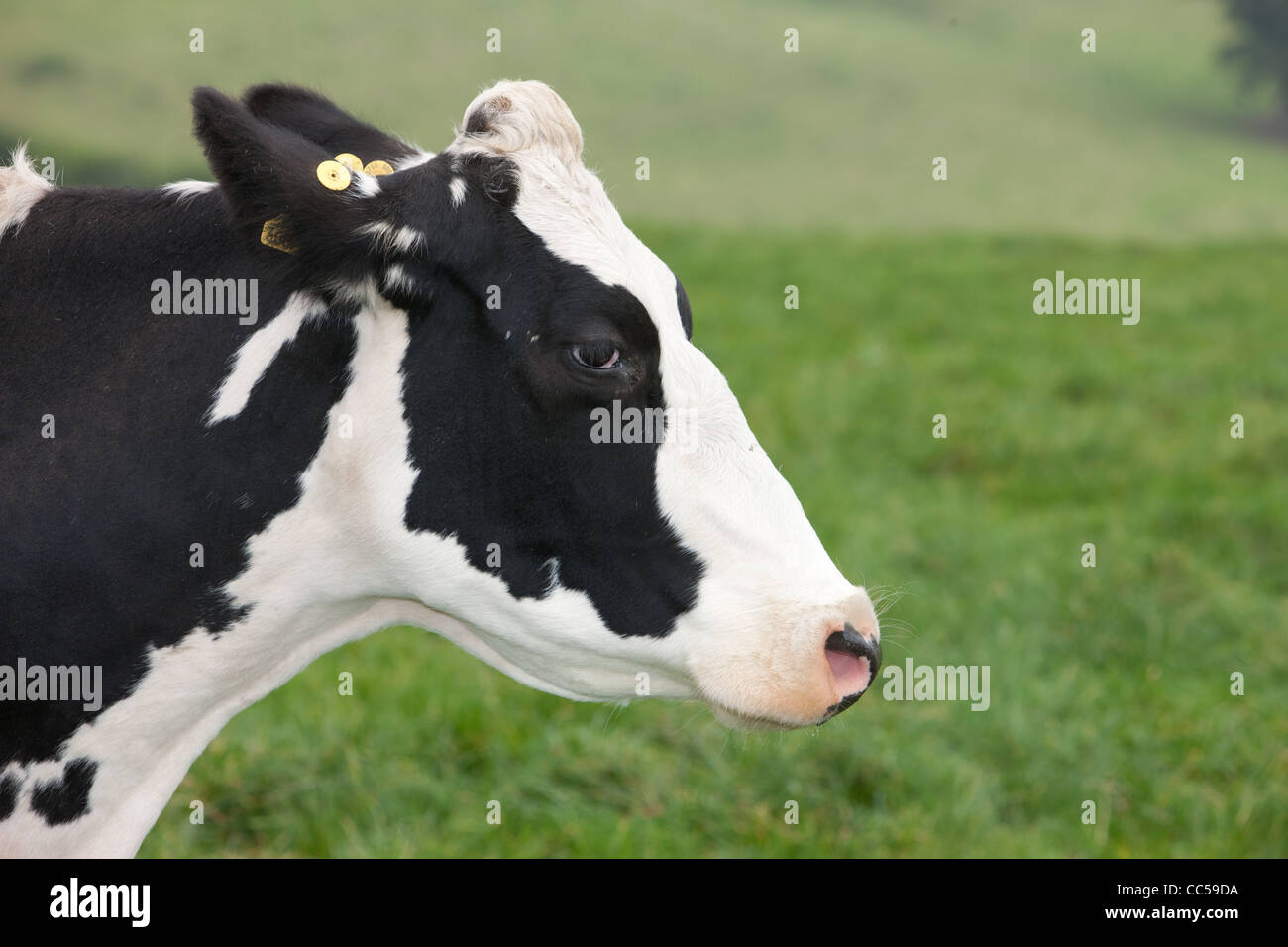 Friesian dairy cows hi-res stock photography and images - Alamy