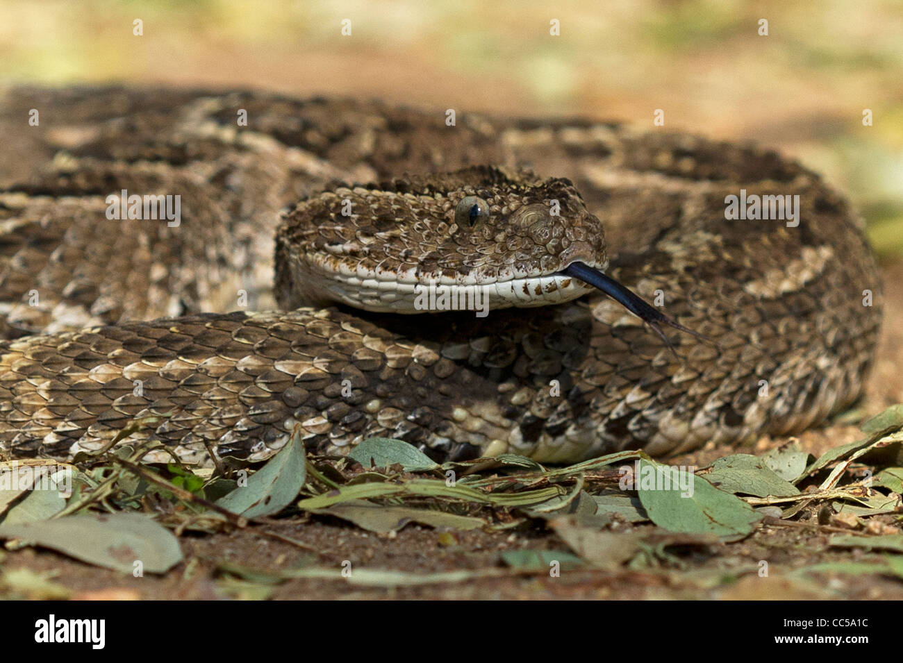 Puff adder snake hires stock photography and images Alamy