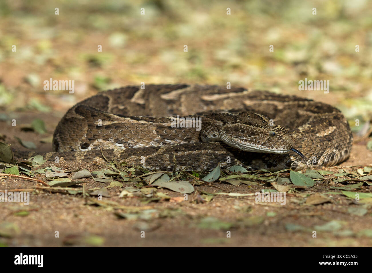 Puff adder snake hi-res stock photography and images - Alamy