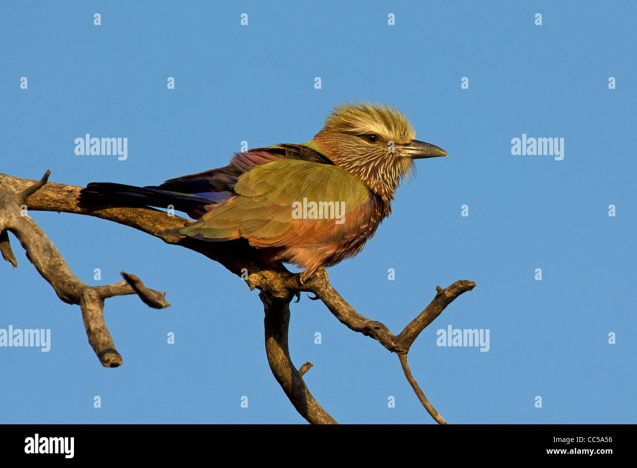 A Purple Roller perched looking for food Stock Photo